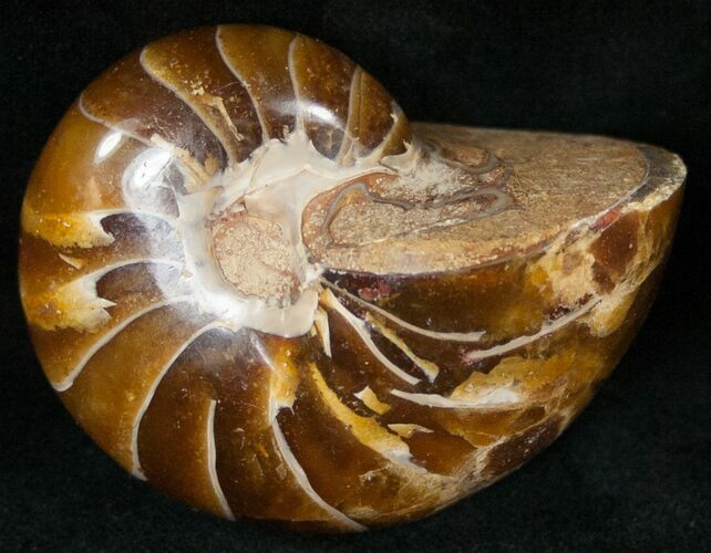 Cretaceous Nautilus Fossil - Madagascar #15010